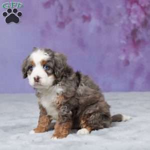 Skyler, Mini Bernedoodle Puppy